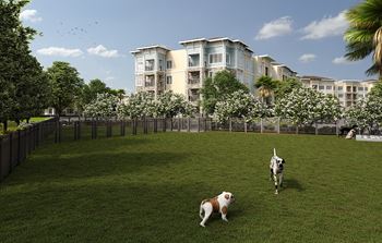 Dog park